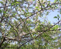 malus angustifolia 1.jpg